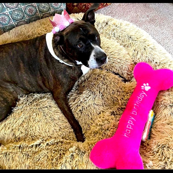 Meet your Posher, Niki - Picture 1 of 1